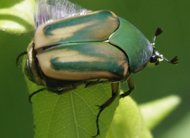 Green June Beetle